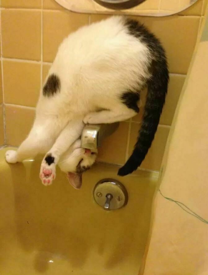 Блог - 10 котов, которые упорно игнорируют законы логики 10 котов, которые упорно игнорируют законы логики