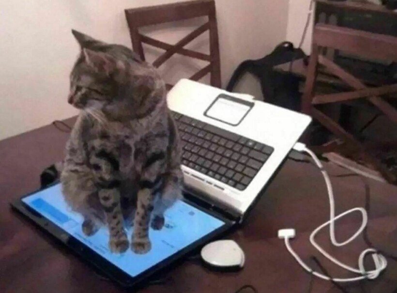 Блог - 10 котов, которые упорно игнорируют законы логики 10 котов, которые упорно игнорируют законы логики
