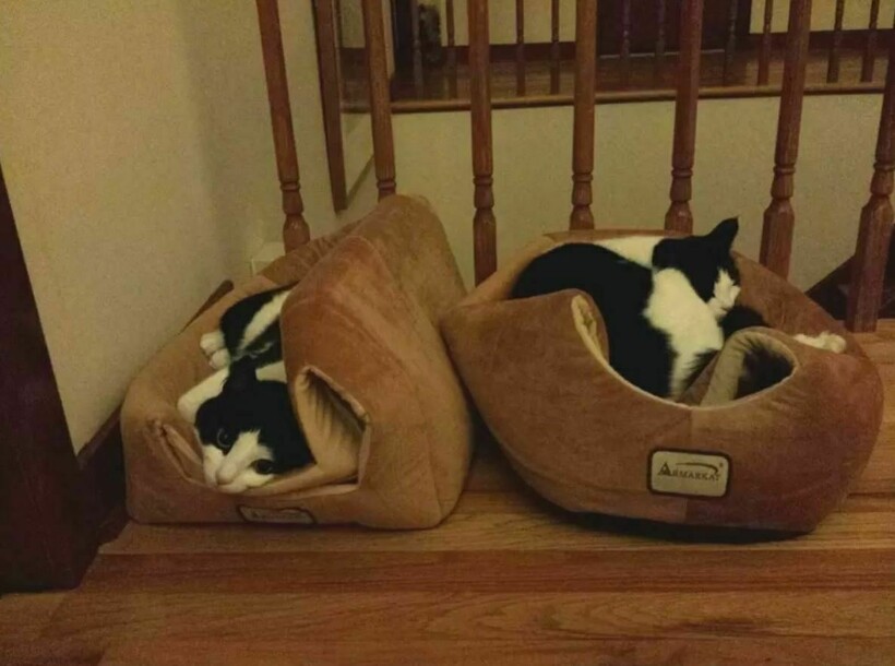 Блог - 10 котов, которые упорно игнорируют законы логики 10 котов, которые упорно игнорируют законы логики