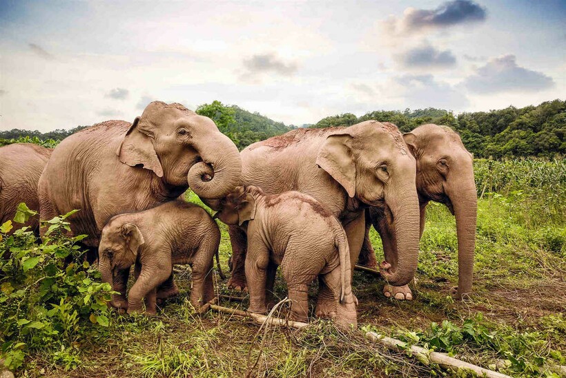 Слоны все еще путешествуют