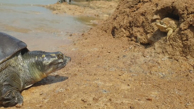 черепаха охотится. каймановая черепаха в воде. черепаха охотится. черепахи. гребнистый крокодил охота.