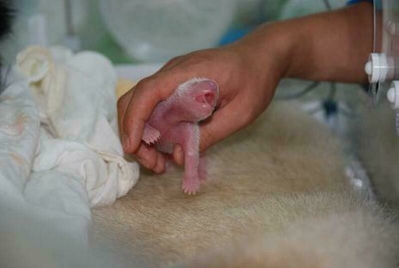 Новорожденный детеныш в Национальном заповеднике Вэньчуань-Улун. Фото: Wang Chengdong