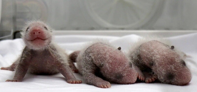 Тройняшкам на фото около двух недель. Фото: China Daily/Reuters