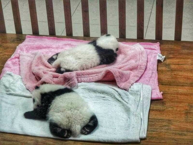 Месячные малыши. Фото: @tina_travelphotos/Instagram.com