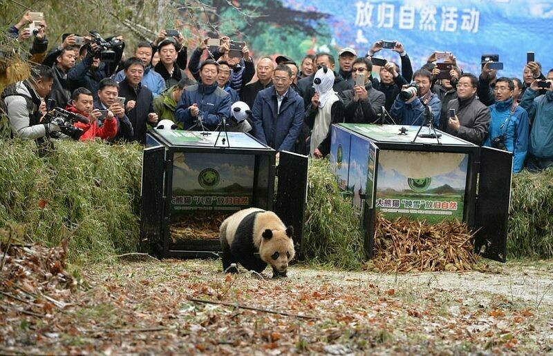 Выпуск двухлетнего панды на волю, 2017 год. Фото: giantpandaglobal.com