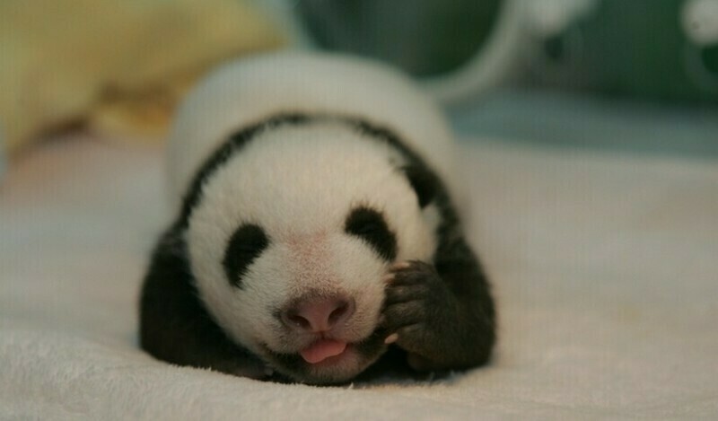 Детеныш панды, которому еще нет месяца. Фото: panda.org.cn
