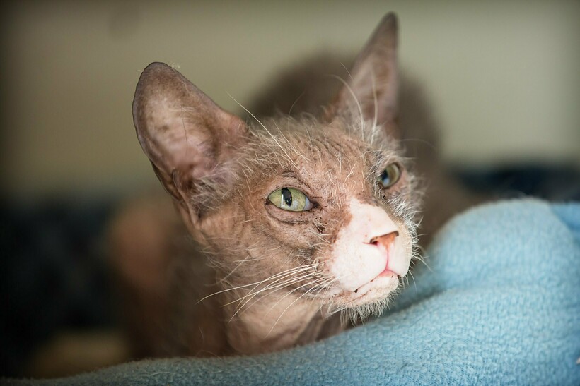 Ликой — кошки-оборотни: откуда взялись, и за что их так прозвали