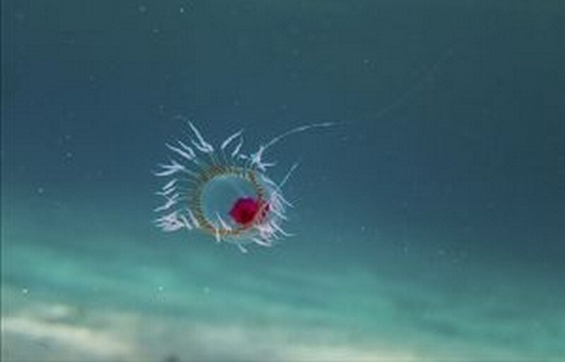 Медуза Turritopsis dohrnii. Фото: wikipedia.org
