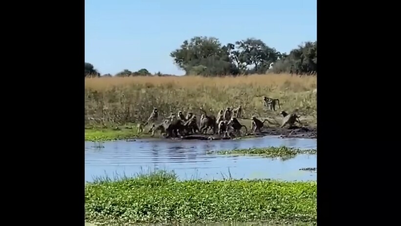 Видео: Что будет, реши крокодил напасть на бабуина