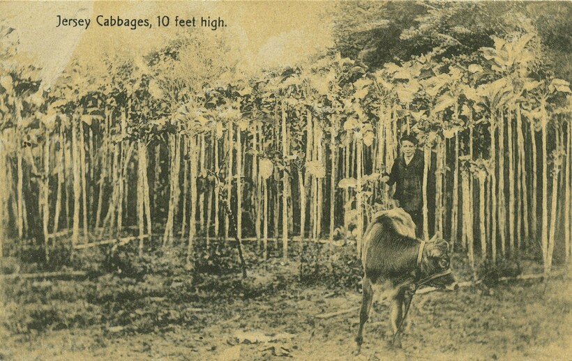 Старая открытка, на которой изображена капустная роща. Фото: Watkinson Library Старая открытка, на которой изображена капустная роща. Фото: Watkinson Library