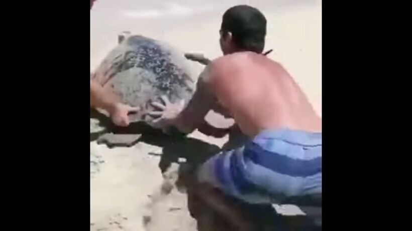 Блог - Видео: Как прошло спасение гигантской морской черепахи, застрявшей в песке на пляже Видео: Как прошло спасение гигантской морской черепахи, застрявшей в песке на пляже