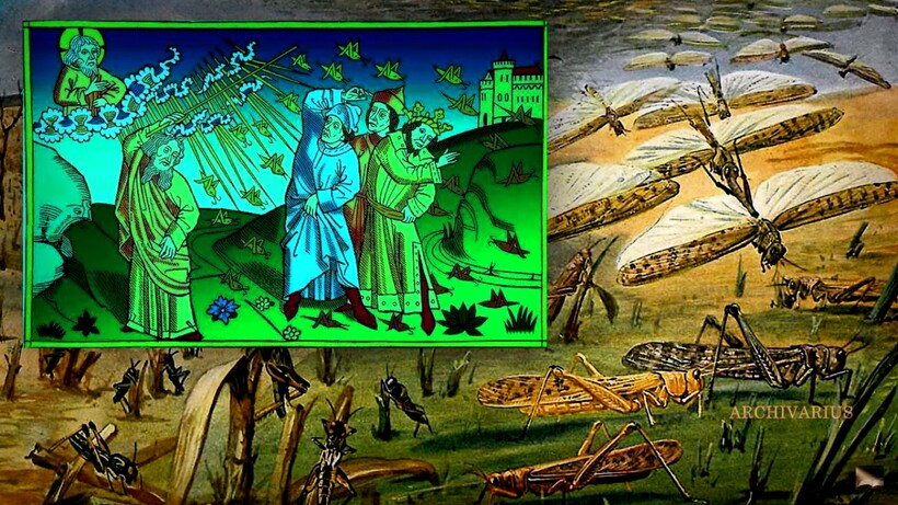 Блог - Свиньи, коты и гусеницы, которые сидели в тюрьме: как в Средние века судили животных Свиньи, коты и гусеницы, которые сидели в тюрьме: как в Средние века судили животных