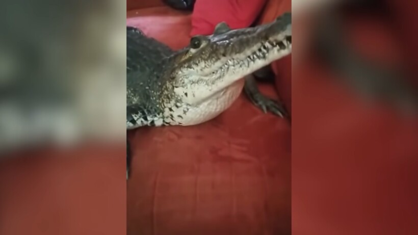 Блог - Видео: Удивительные моменты, которые случайно успели снять на камеру Видео: Удивительные моменты, которые случайно успели снять на камеру