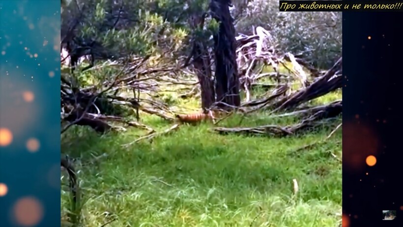 Блог - Видео: Туристы заметили в лесу волка, который почти век считается вымершим Видео: Туристы заметили в лесу волка, который почти век считается вымершим