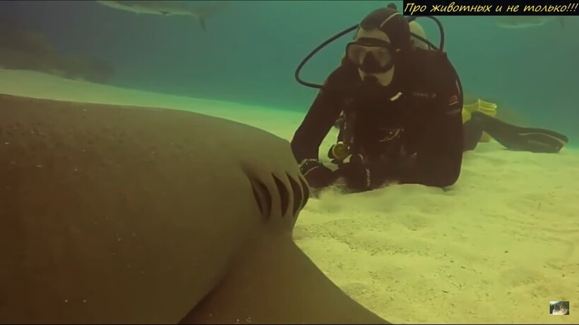 Дайвер спас акулу, и теперь она каждый раз, встречая его, подплывает поздороваться