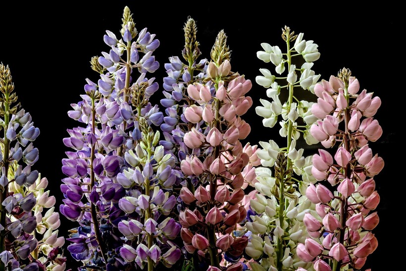 Фото: monicore/pixabay.com Фото: monicore/pixabay.com