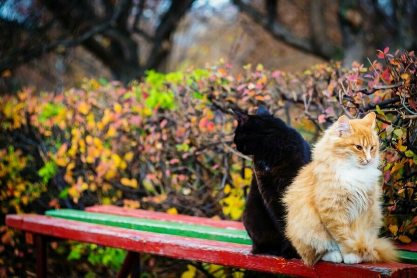 Котябрь в разгаре: котики, кажется, знают 15 причин, почему стоит любить осень