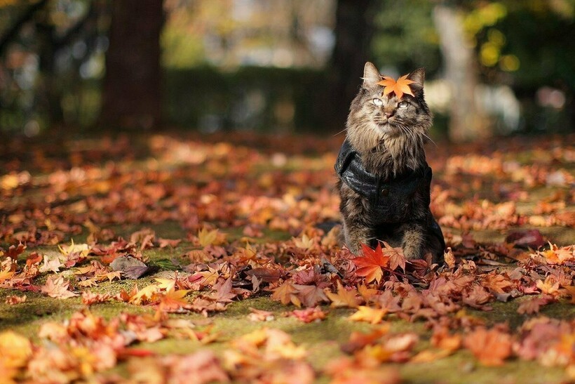 Котябрь в разгаре: котики, кажется, знают 15 причин, почему стоит любить осень