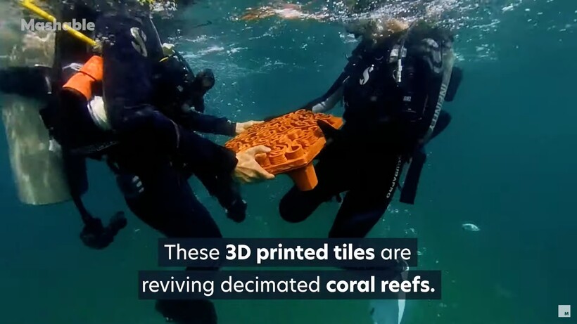 Видео: Как в Гонконге спасают коралловый риф и его обитателей при помощи 3D-принтера