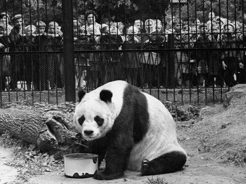 Панда Пин-Пин в зоопарке Москвы, первый презент Китая СССР. Фото: national-travel.ru