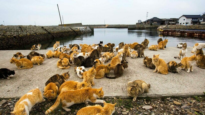 Островные коты. Фото: ytimg.com 