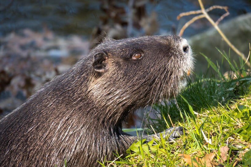 Фото: Didgeman/pixabay.com Фото: Didgeman/pixabay.com