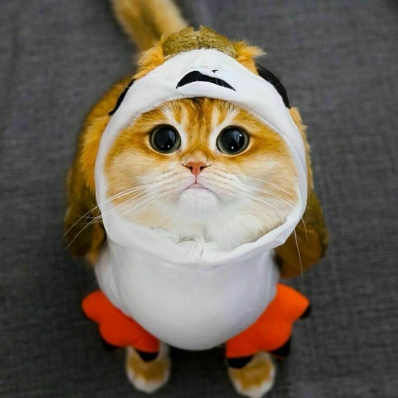 Блог - 15 фото очаровательного кота, который точь-в-точь как знаменитый персонаж «Шрека» 15 фото очаровательного кота, который точь-в-точь как знаменитый персонаж «Шрека»