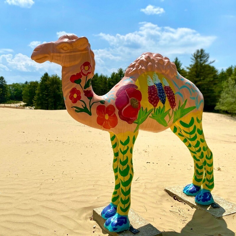 Верблюд в пустыне, которой быть не должно. Фото: Desert of Maine/facebook.com Верблюд в пустыне, которой быть не должно. Фото: Desert of Maine/facebook.com