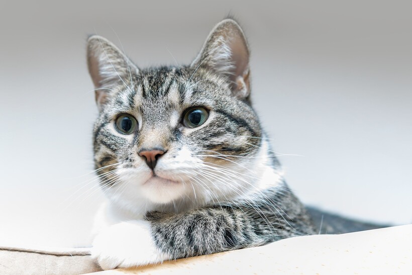 Скачать мяуканье кота