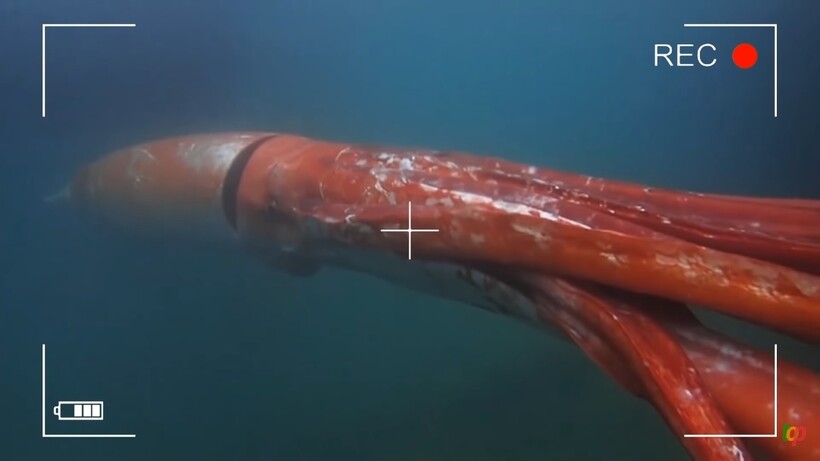 Видео: Почему чем глубже живут кальмары, тем они огромнее и страшнее на вид