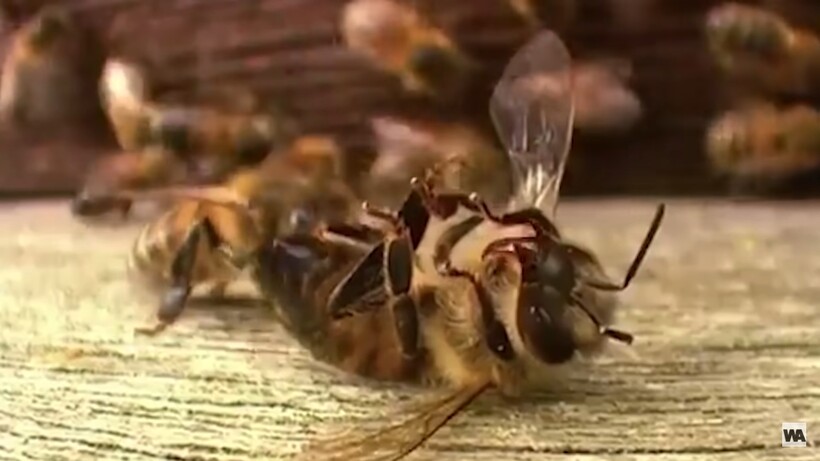 Видео: Какие ритуалы проводят муравьи, когда умирает пчела