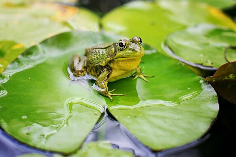 Фото: JillWellington/pixabay.com Фото: JillWellington/pixabay.com