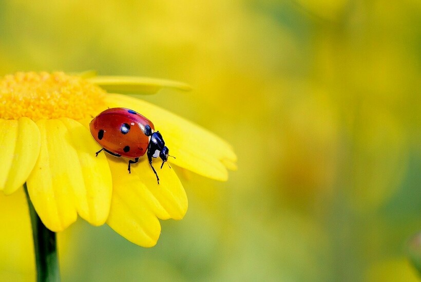 Фото: nimrodins/pixabay.com Фото: nimrodins/pixabay.com