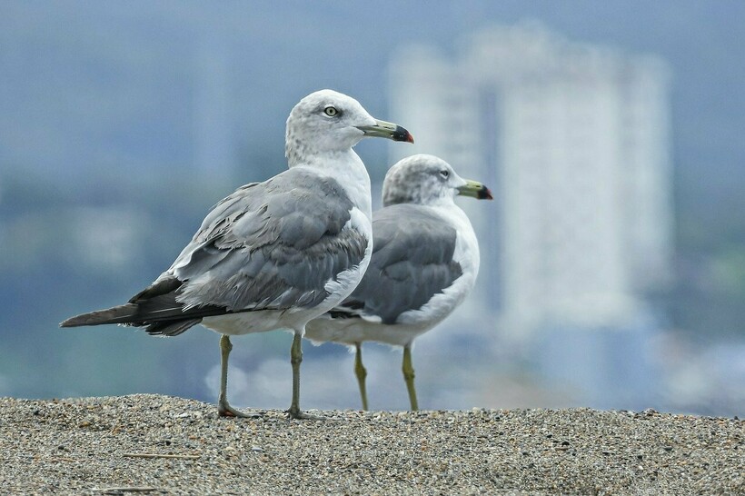 Фото: Johnnys_pic/pixabay.com Фото: Johnnys_pic/pixabay.com