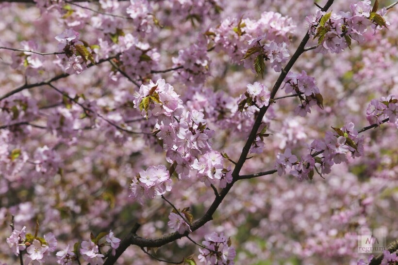 Каждую весну япония покрывается цветами вишни. фестивали цветения вишни проводятся по всей стране