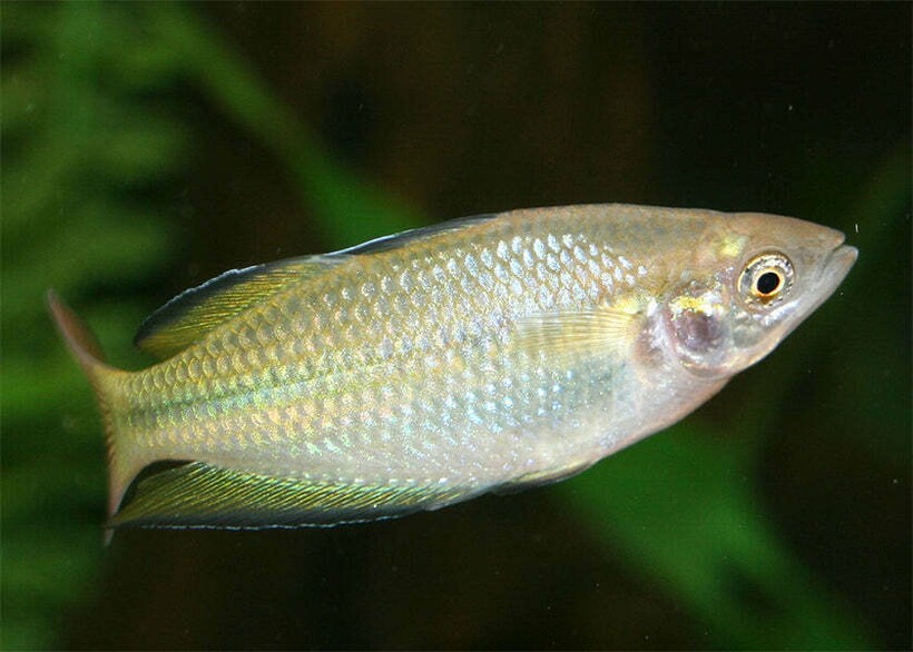 Фото: coburgaquarium.com Фото: coburgaquarium.com