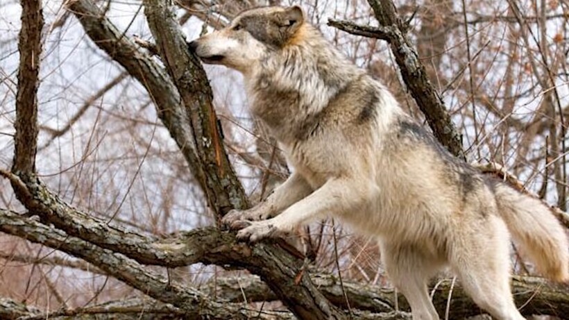 Издавна поражают людей некоторые способности животных. Старый волк.