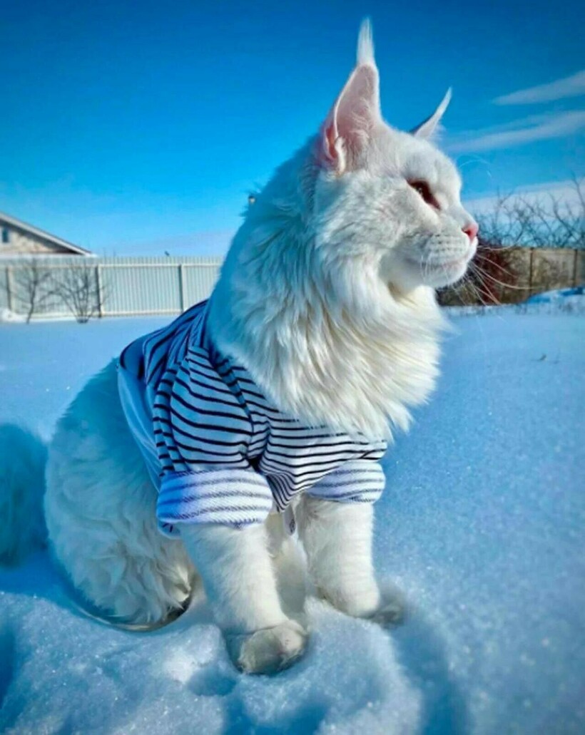 Блог - Девушка завела котенка, а из него вырос громаднейший кот, которого путают с собакой Девушка завела котенка, а из него вырос громаднейший кот, которого путают с собакой