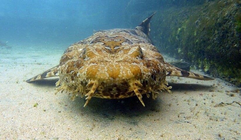 Фото: twofishdivers.com Фото: twofishdivers.com