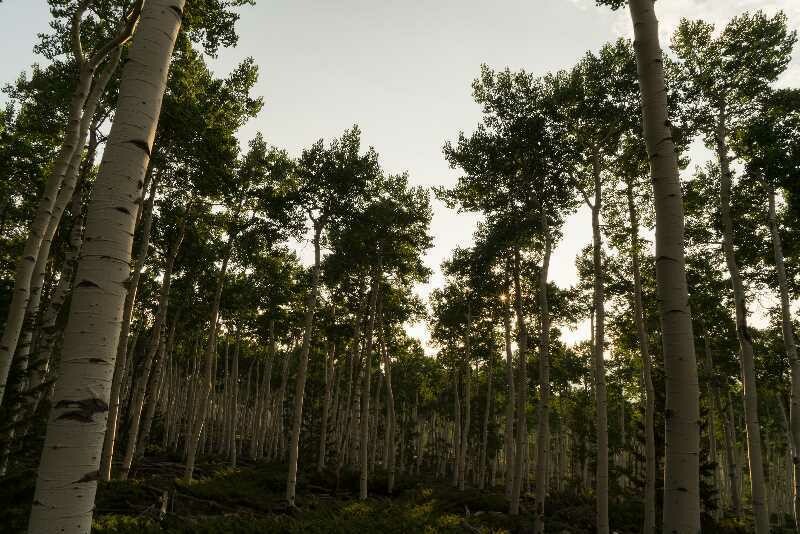 Фото: Lance Oditt/Friends of Pando Фото: Lance Oditt/Friends of Pando