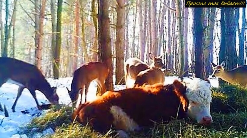 Видео: Сбежавшую корову нашли через год в глухом лесу с необычными друзьями
