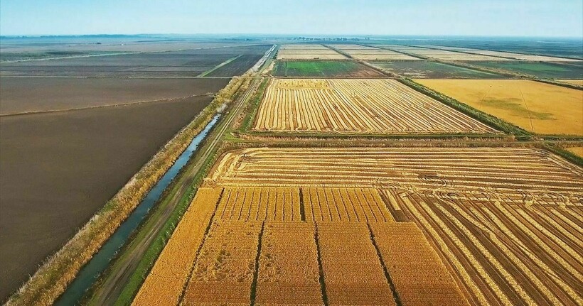 Больше всего риса в России выращивают на Кубани. Фото: красноармейскийрайон.рф
