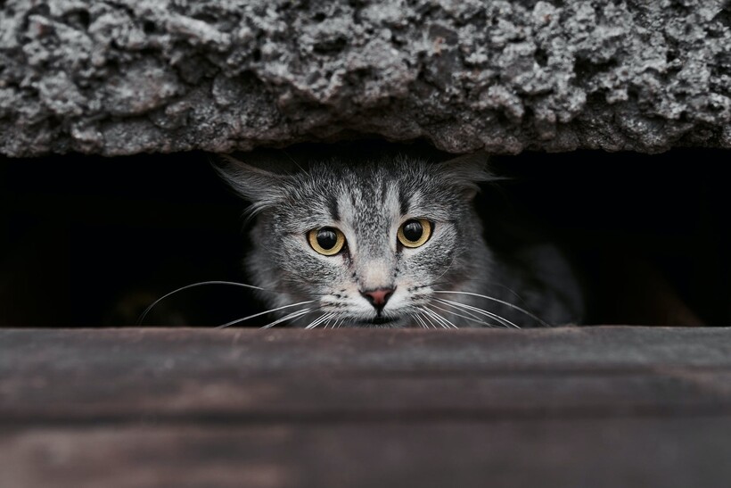 Бесяй. Осторожно злой кот. Кот из за угла. Осторожно кошки. Осторожный кот.