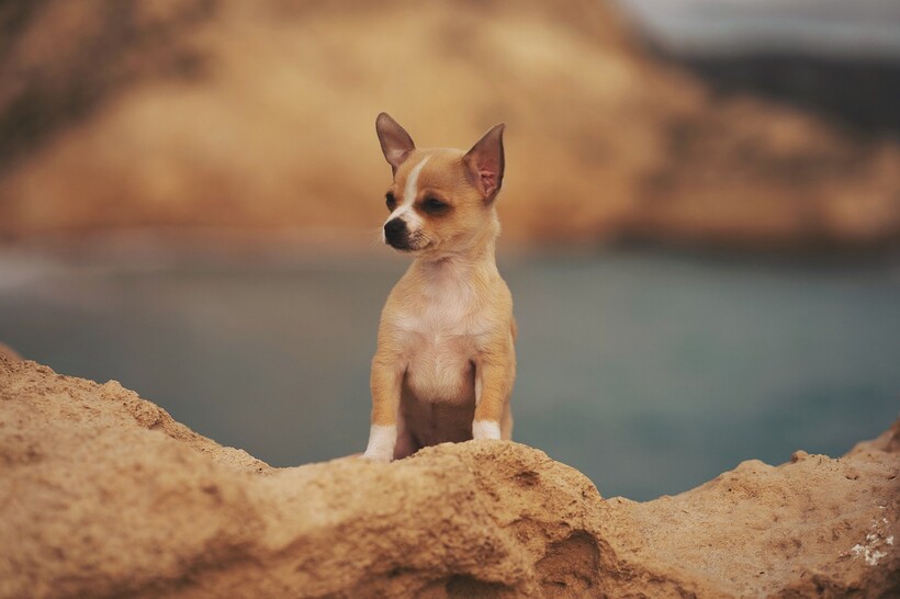 Фото: maerchenkiste/pixabay.com