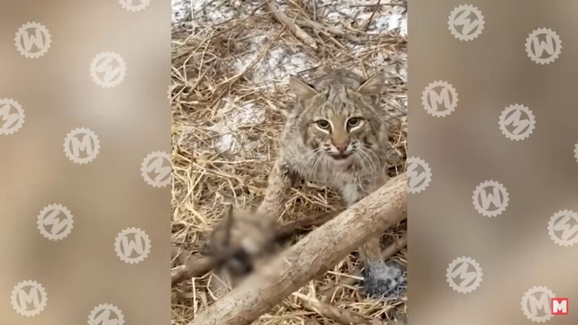 Блог - Видео: Животные, которым пришлось бы несладко, не окажись поблизости человека Видео: Животные, которым пришлось бы несладко, не окажись поблизости человека