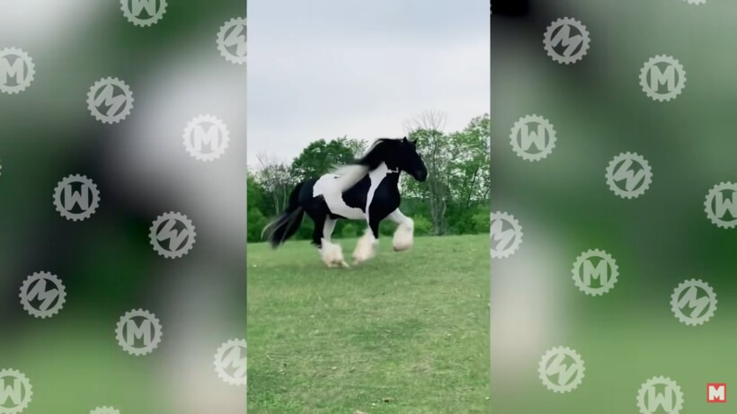 Блог - Видео: Удивительные моменты с лошадьми, которые стоит увидеть Видео: Удивительные моменты с лошадьми, которые стоит увидеть
