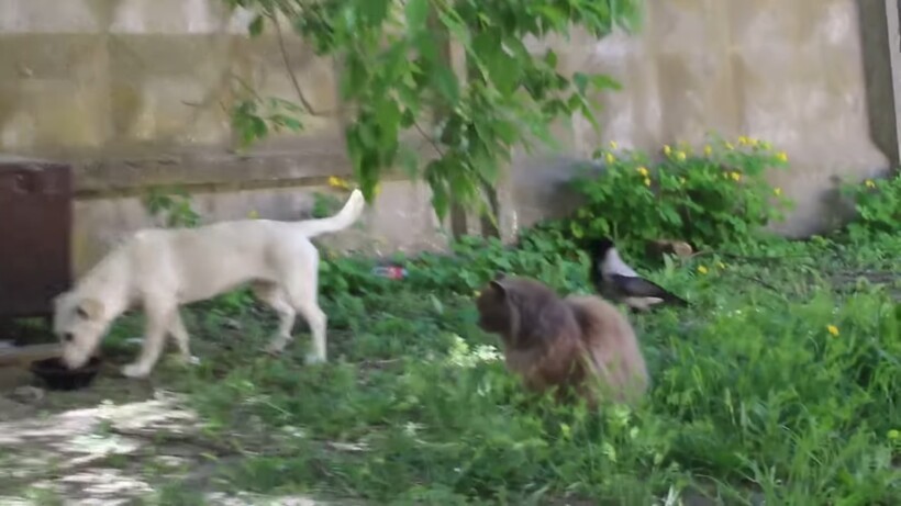 Блог - Видео: Серая ворона дергает собаку за хвост и отгоняет от еды Видео: Серая ворона дергает собаку за хвост и отгоняет от еды