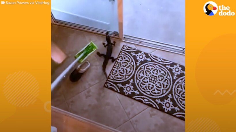 Блог - Видео: Детеныш аллигатора забрался в дом и устроил там переполох Видео: Детеныш аллигатора забрался в дом и устроил там переполох