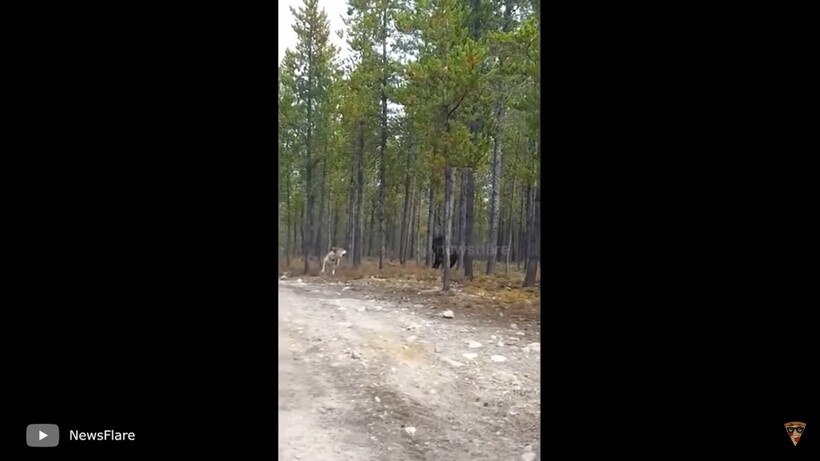 Блог - Видео: Случаи с волками, которые лучше не смотреть в одиночку Видео: Случаи с волками, которые лучше не смотреть в одиночку