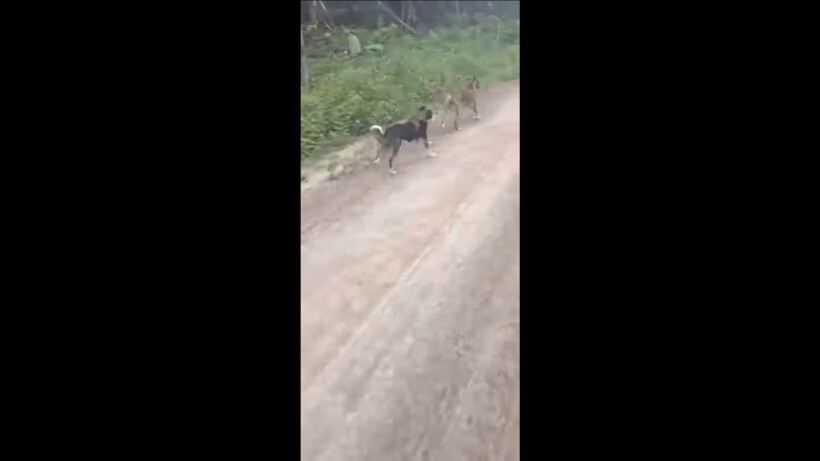 Блог - Видео: Обезьяна, которая изобрела такси в животном мире Видео: Обезьяна, которая изобрела такси в животном мире